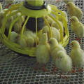 MT broiler chicken poultry floor feeding